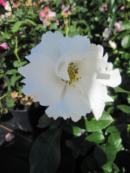 Englische Rose Keros